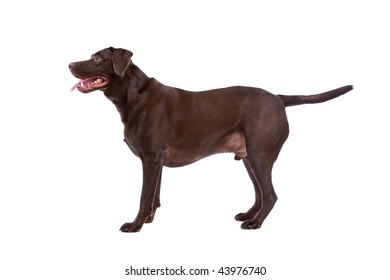 Close Up Of Chocolate Labrador Dog, Isolated On White Background