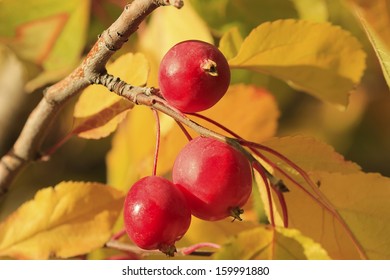 Close Up Of Chokecherry Tree Fruit