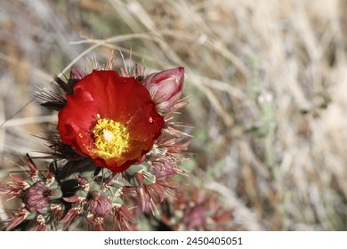 Close up of Cholla bloom