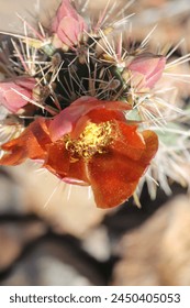 Close up of Cholla bloom