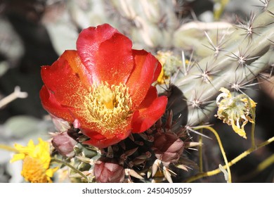 Close up of Cholla bloom