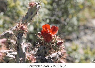 Close up of Cholla bloom