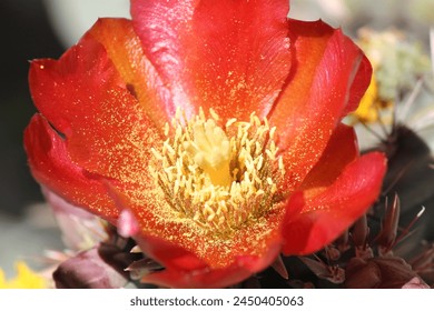 Close up of Cholla bloom