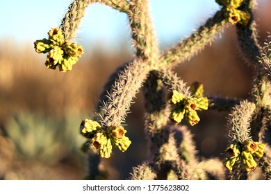 close up of a Cholla Cactus