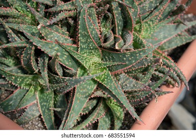 Close Up Of Christmas Carol Aloe, Beautiful Aloe Cultivar With Green Leaves With Red Edges, Succulent Houseplant