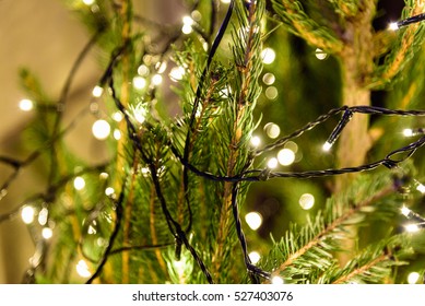 Close Up Of Christmas Lights Hanging In A Tree