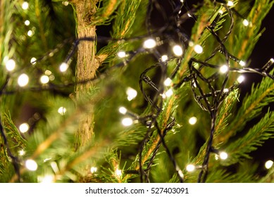 Close Up Of Christmas Lights Hanging In A Tree