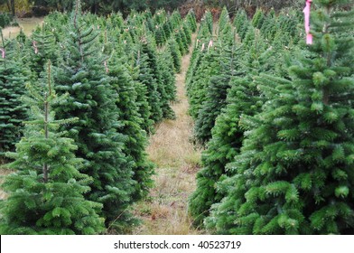 Close up of a Christmas tree farm in Oregon.