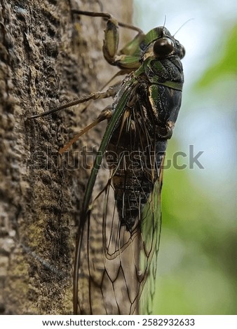 a close up of a cicada on a tree trunk, a macro photograph, featured on flickr, cloisonnism, cicada wings, apteryx mantelli, male aeromorph