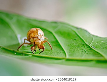 Close up of Cicadas shell or cicada epidermis on a bright green leaf