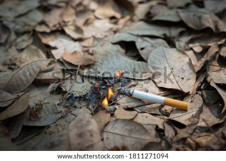 Close up cigarette butt non-smoked carelessly are thrown into dry grass on the ground causing a dangerous forest fire, eclogical cotostrophy through human fault concept