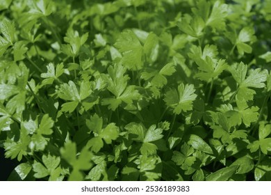 Close up of cilantro (coriander) seedlings, sprouting as microgreens, in a row, in a garden planter, using compost soil. - Powered by Shutterstock