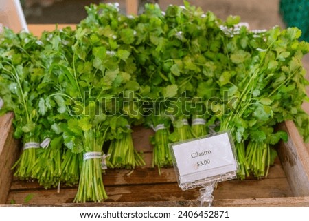 Close up of cilantro on display at an outdoor farmers' market.