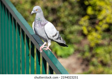 Close Up Of City Pigeon On Fence. Columba Livia Domestica. Vague Background. Part Of A Serie