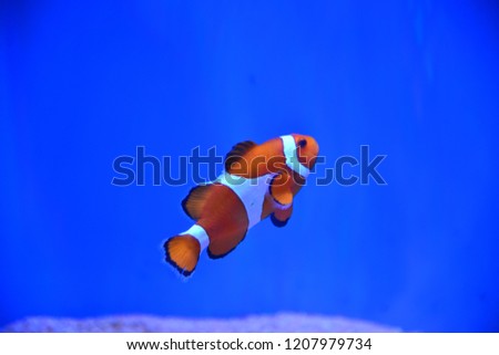 Close up of Clawnfish