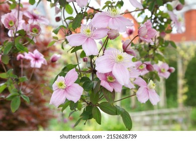 Close Up Of A Clematis Montana Climbing Over A Pergola