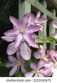 Close Up Of Climbing Clematis