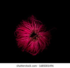 Close Up Of Closed Pink Eucalyptus Gum Nut Flower About To Blossom In Low Key