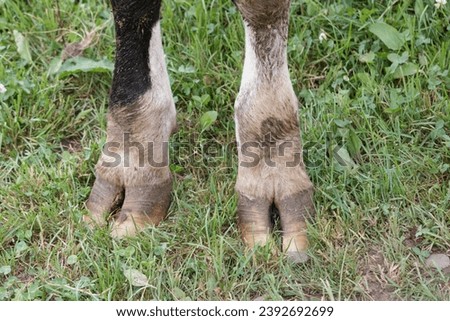Close up of cloven front hooves of cow