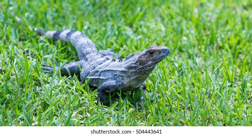 Close Club Tailed Iguana Walking On Stock Photo 504443641 | Shutterstock