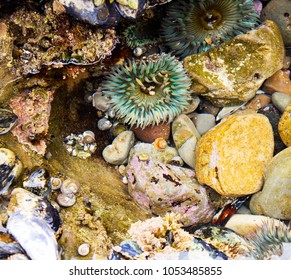 Close Up Of Cluster Of Colorful Sea Anemone, Black Turban Snail And Muscles At The Tide Pool In Laguna Beach California. Colorful Sea Life During Low Tide.  Tide Pool Critters.  