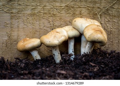 Close Up Of A Cluster Of Gilled Mushrooms From The Order Agaricales. Growing Against A Wooden Board In Damp Dark Brown Wood Mulch.