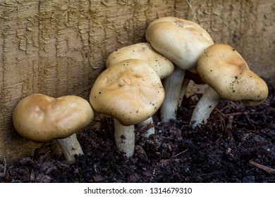 Close Up Of A Cluster Of Gilled Mushrooms From The Order Agaricales. Growing Against A Wooden Board In Damp Dark Brown Wood Mulch.