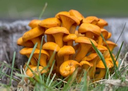 Close Up Cluster Of Jack O'Lantern (Omphalotus Olearius) Orange Mushrooms Growing In The Chippewa National Forest, Northern Minnesota USA