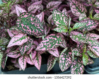 Close Up Of A Cluster Of Pink And Green Polka Dot Plants 