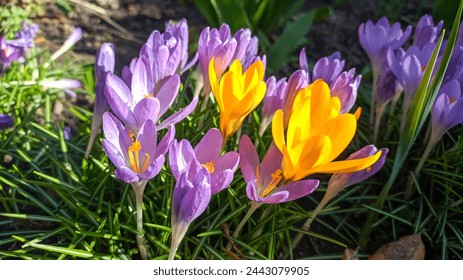 Close up of a cluster of purple and yellow crocus flowers with orange pistil and stamens. First spring crocus flowers in garden in Ukraine