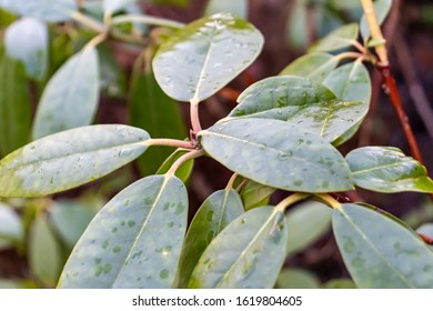 The Close Up Of A Cluster Of Sweet Bay Magnolia Leaves In An Urban Garden In Essen, Germany