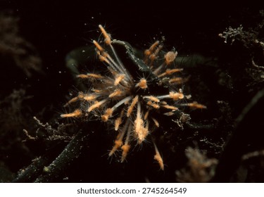 close up of a cluster of tiny colonial hydroids known as Club headed Hydroid growing on sea weed
