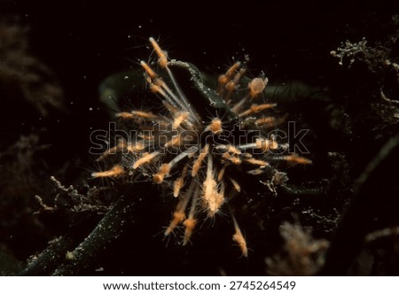 close up of a cluster of tiny colonial hydroids known as Club headed Hydroid growing on sea weed