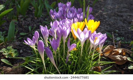 Close up of a cluster of violet and yellow crocus flowers with orange pistil and stamens side view. First spring crocus flowers in garden in Ukraine