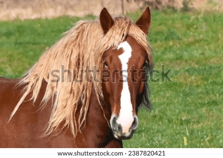 Close up of Clydesdale Horse