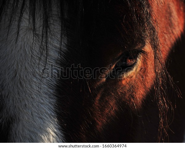 Close up of Clydesdale horse  in shadow, the eye to\
his soul