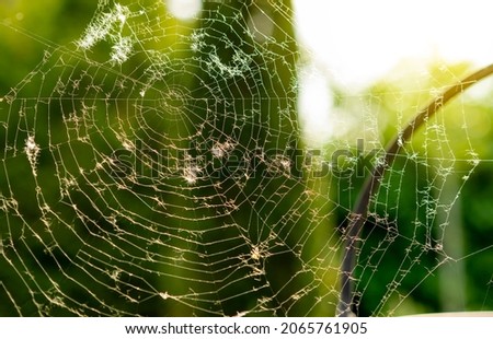 Close up of cobweb, cobweb with unfocused background, textures of a cobweb, spiderweb.