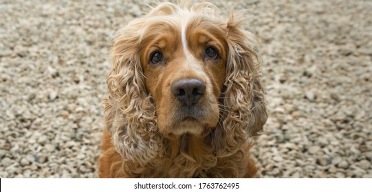 Close Up For Cocker Spaniel Brown Dog 