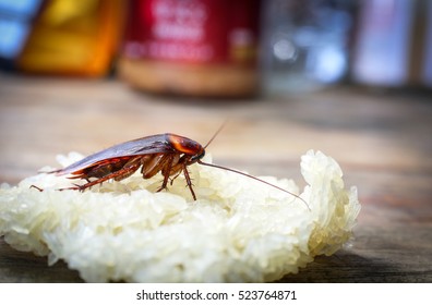 Close up cockroach eating sticky rice on wooden table.