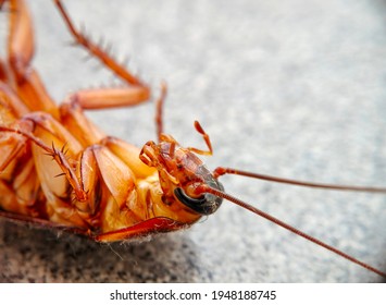 Close Up Of Cockroach Face With Blurry Background.