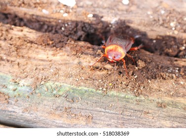 Close Up Cockroach Face In Wood Decay.