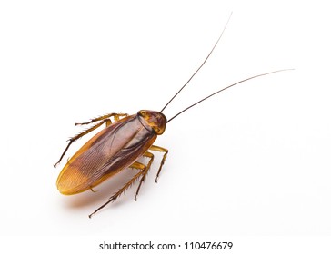 Close up cockroach isolated on white