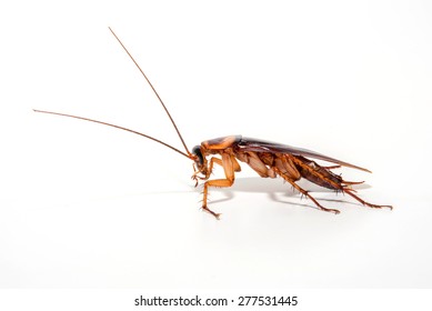 8,604 Close up cockroach Images, Stock Photos & Vectors | Shutterstock