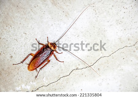 Close up cockroach on the wall