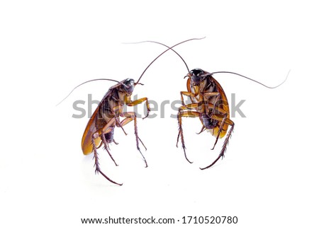 Close up of a cockroach on white background.