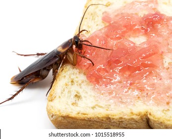 Close up cockroach on the whole wheat bread with red jam.Cockroach eating whole wheat bread on white background(Isolated background). Cockroaches are carriers of the disease.