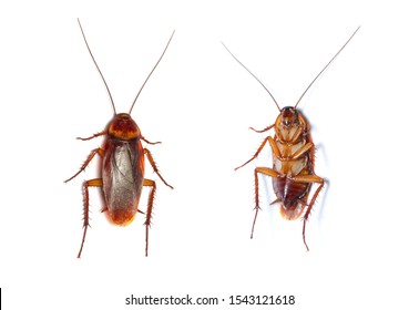 Close Cockroaches Isolated On White Background Stock Photo 1543121618 ...