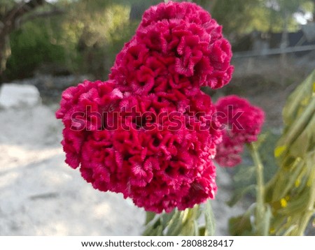 Close Up of Cockscomb Flower