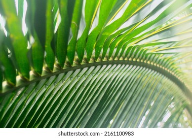 Close up of coconut leaf background
