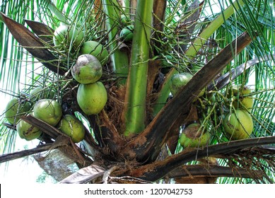 A close up of coconut tree 